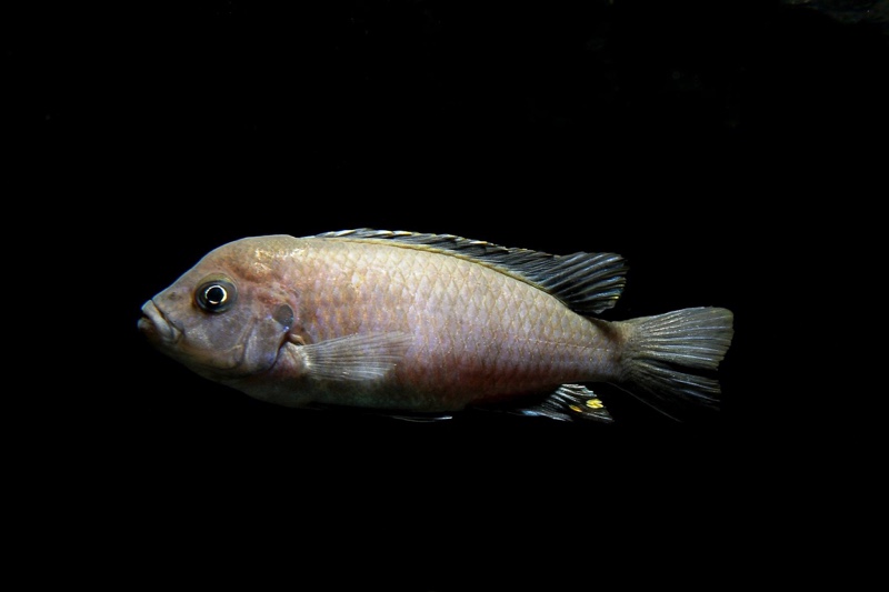 Cynotilapia zebroides 'Hai (Chimate) Reef'